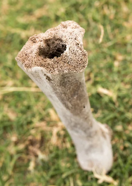 Bone Animal Nature Park Nature — Stock Photo, Image