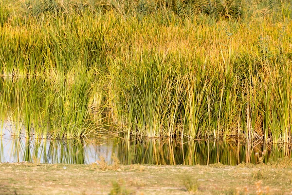 Bulrush Venku Podzim Parku Přírodě — Stock fotografie