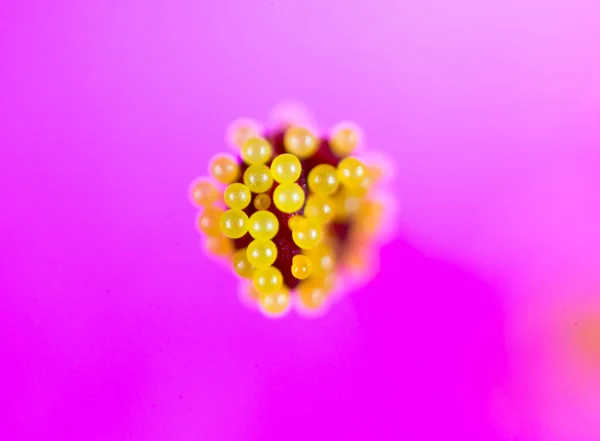 Пилок Квітці Макро Парку Природі — стокове фото