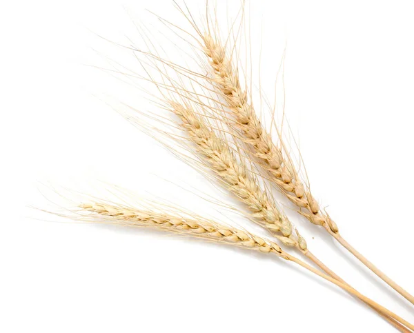 Ears Wheat White Background — Stock Photo, Image