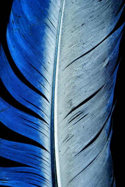 Голубое Перо Черном Фоне Фотография Абстрактной Текстуры — стоковое фото