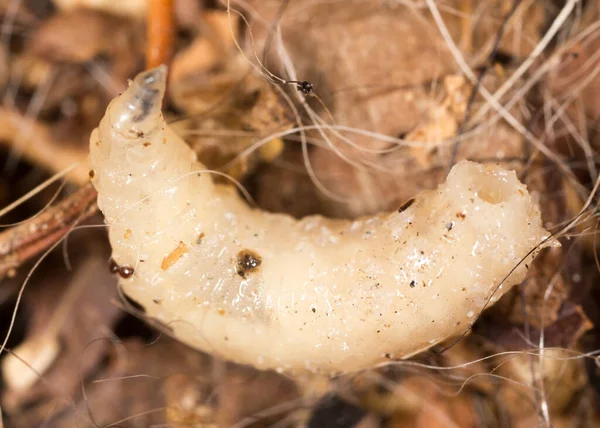 Larvas Brancas Natureza Macro Parque Natureza — Fotografia de Stock