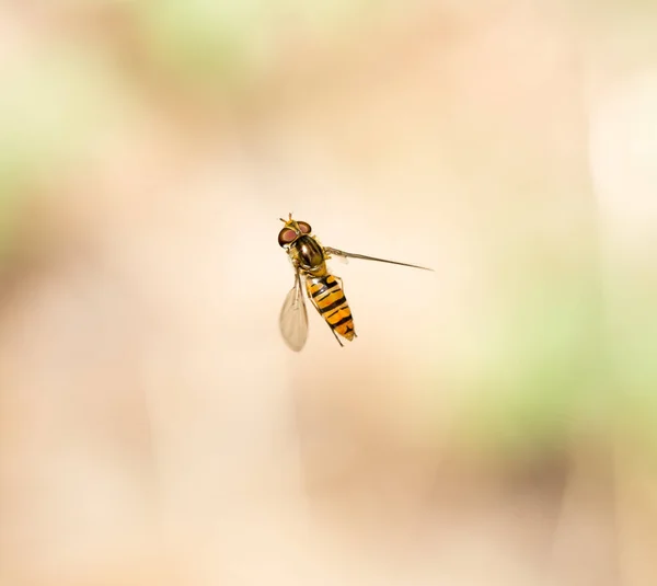 Fliegen Flug Der Natur Makro Park Der Natur — Stockfoto