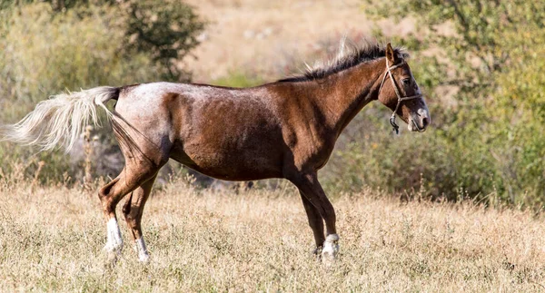 Cavallo Rosso Sulla Natura Autunno Nel Parco Nella Natura — Foto Stock