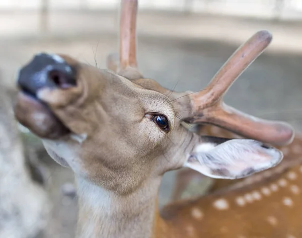 Porträt Eines Jungen Hirsches Zoo — Stockfoto