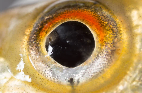 Рыбьи Глаза Macro Парке Природе — стоковое фото