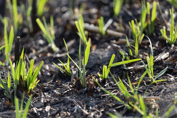 Green Shoots Fire Park Nature — Stock Photo, Image