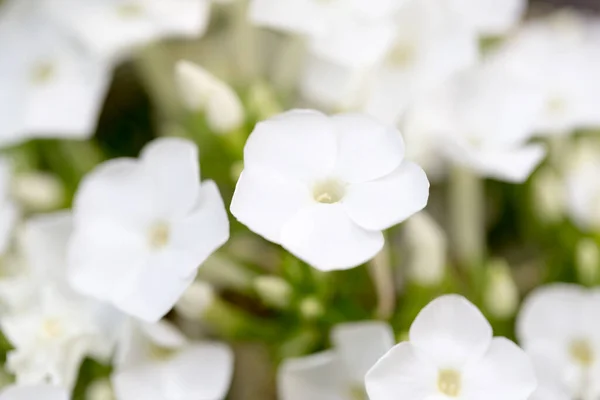 Doğadaki Güzel Beyaz Çiçek Doğadaki Parkta — Stok fotoğraf