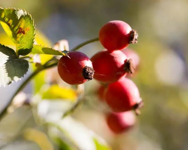 Red Rosehips Nature Park Nature — Stock Photo, Image