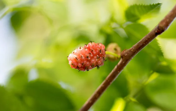 Mulberry Berry Tree Nature — Stock Photo, Image