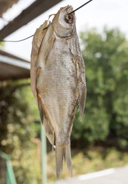 Pescado Salado Seco Aire Libre Parque Naturaleza —  Fotos de Stock