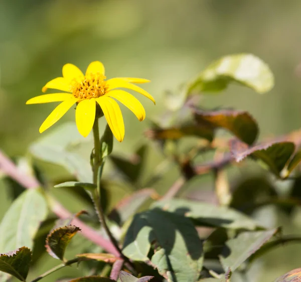 Doğadaki Sarı Çiçek Doğadaki Parkta — Stok fotoğraf