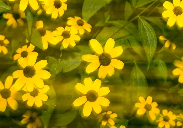 Piękny Żółty Kwiat Przyrodzie Parku Przyrodzie — Zdjęcie stockowe