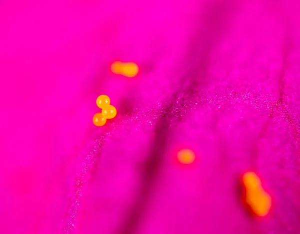 Polline Fiore Macro Nel Parco Nella Natura — Foto Stock