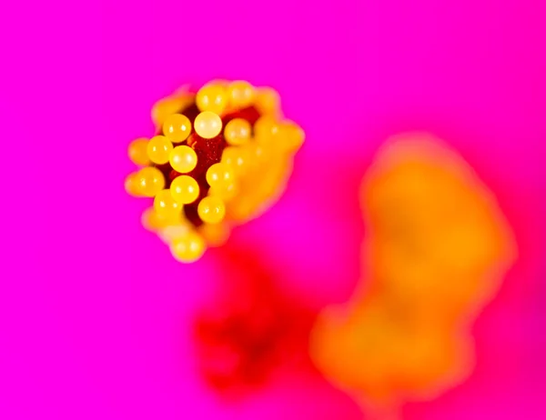 Pyłek Kwiatowy Makro Parku Przyrodzie — Zdjęcie stockowe