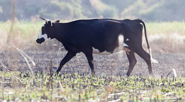 Mucca Pascolo Nel Parco Nella Natura — Foto Stock