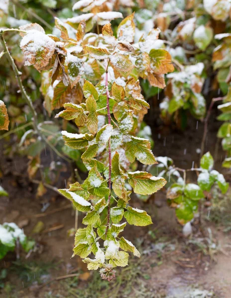 First Snow Leaves Plants — Stock Photo, Image