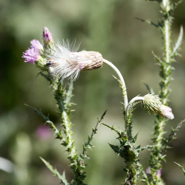 Stekelige Plant Natuur Het Park Natuur — Stockfoto