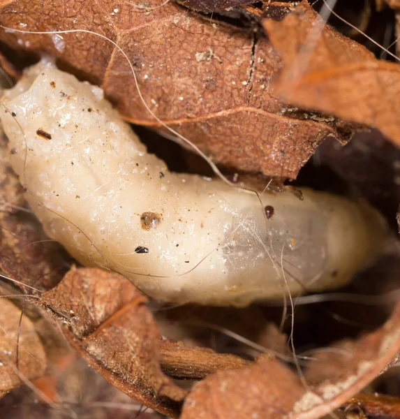 Larvas Blancas Naturaleza Macro Parque Naturaleza —  Fotos de Stock