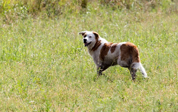 Chien Courant Sur Herbe Extérieur Dans Parc Dans Nature — Photo