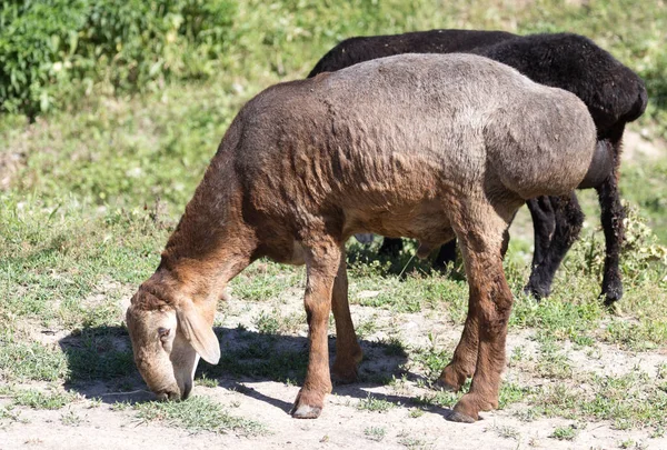 Owce Pastwisku Naturze Parku Przyrodzie — Zdjęcie stockowe