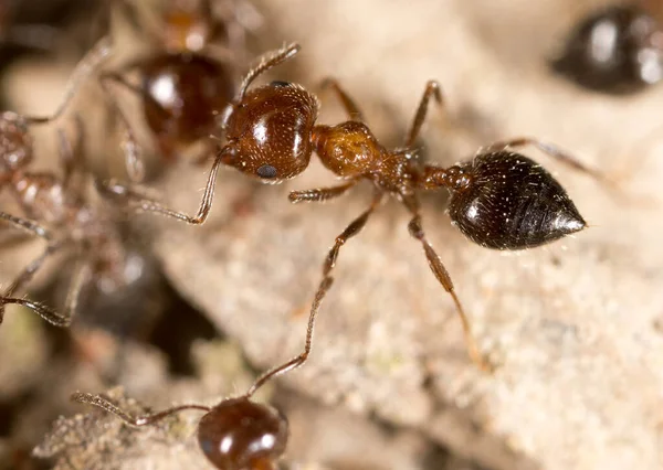 Ant Ground Macro Park Nature — Stock Photo, Image