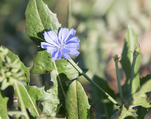 Fiore Blu Natura Nel Parco Nella Natura — Foto Stock