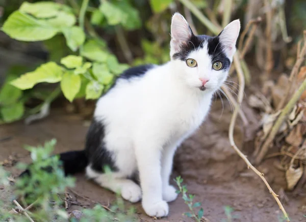 Doğada Güzel Bir Kedi Yavrusu Doğadaki Parkta — Stok fotoğraf