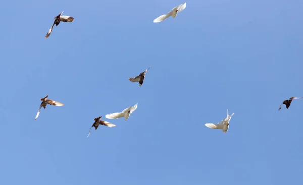 하늘에 비둘기 그대로의 공원에서 — 스톡 사진