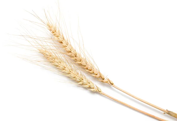 Вуха Пшениці Білому Тлі — стокове фото