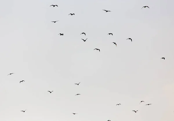 Een Kudde Meeuwen Lucht Bij Zonsondergang — Stockfoto