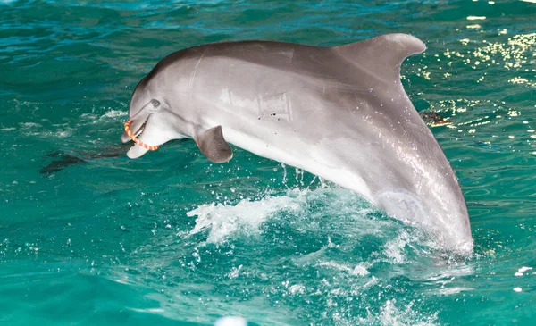 Dauphin Dans Piscine Dans Parc Dans Nature — Photo