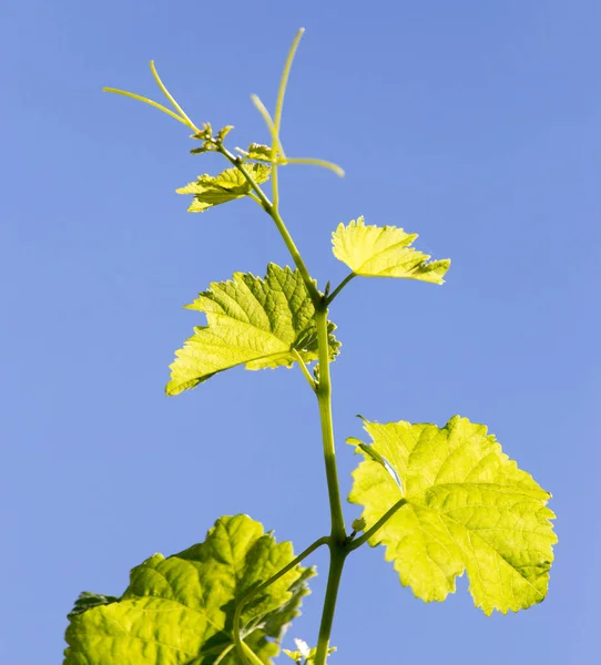 Branch Grapes Background Blue Sky — Stock Photo, Image