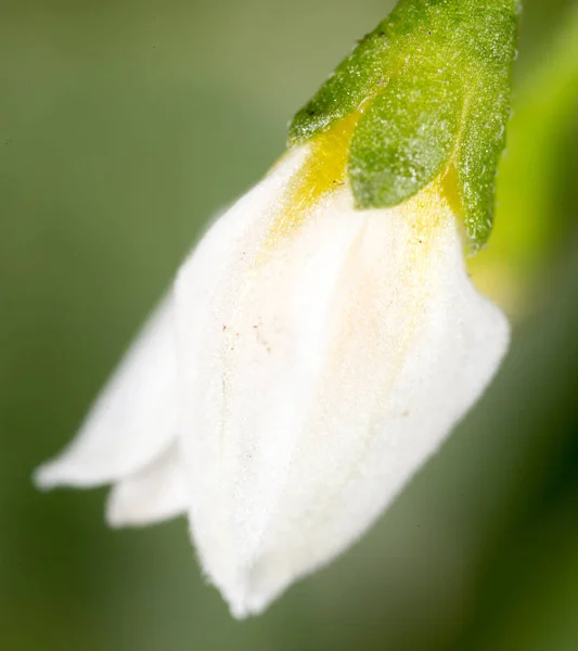 Petite Fleur Dans Nature Macro Dans Parc Dans Nature — Photo