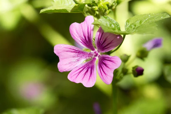 Bela Flor Roxa Natureza Parque Natureza — Fotografia de Stock