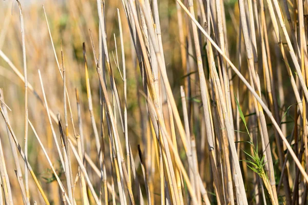 Bulrush Zewnątrz Jesienią Parku Przyrodzie — Zdjęcie stockowe