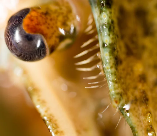小龙虾 近视的眼睛 在大自然的公园里 — 图库照片