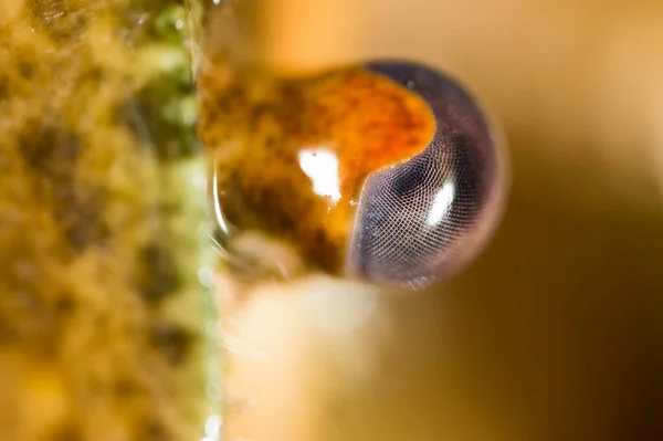 Lagostins Olhos Perto Parque Natureza — Fotografia de Stock