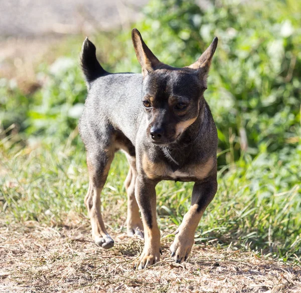 Hond Wandelen Natuur Het Park Natuur — Stockfoto