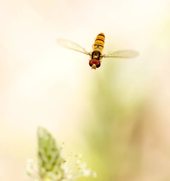 Літати Польоті Природі Макро Парку Природі — стокове фото