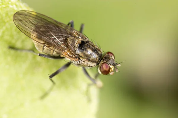 Voar Natureza Macro Parque Natureza — Fotografia de Stock