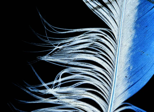 Blue Feather Black Background Photo Abstract Texture — Stock Photo, Image