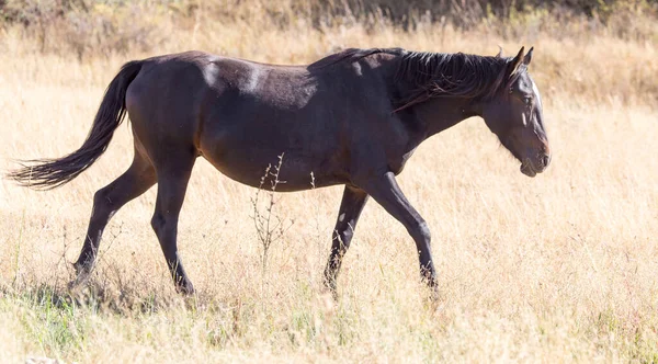 Caballo Pasto Otoño — Foto de Stock