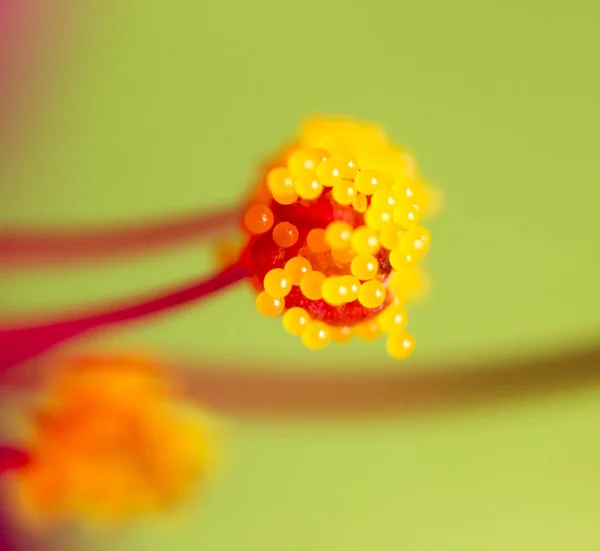 Polline Fiore Macro Nel Parco Nella Natura — Foto Stock