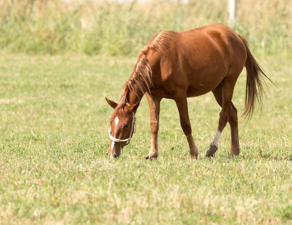 Лошадь Природе — стоковое фото
