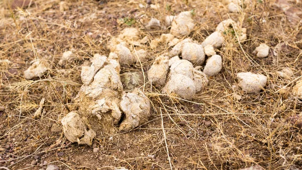 Feci Cavallo Terra Nel Parco Nella Natura — Foto Stock