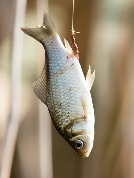 Pez Carpa Caña Gancho Parque Naturaleza — Foto de Stock