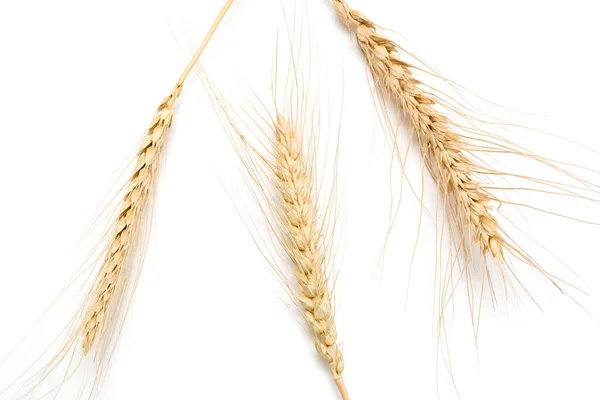 白い背景に小麦の耳があり — ストック写真
