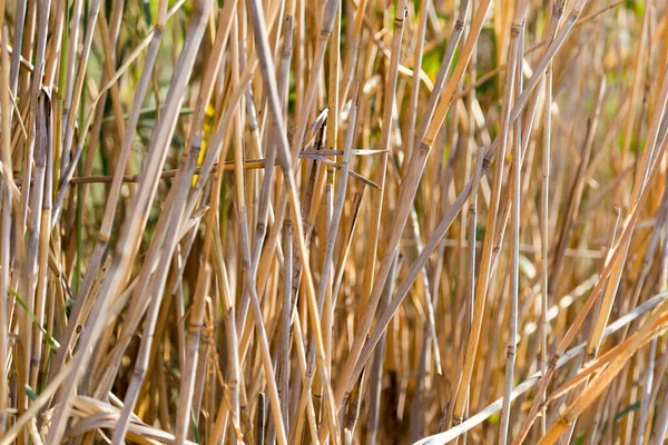 Bulrush Zewnątrz Jesienią Parku Przyrodzie — Zdjęcie stockowe