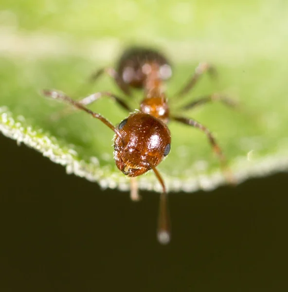 Formiga Natureza Macro Parque Natureza — Fotografia de Stock